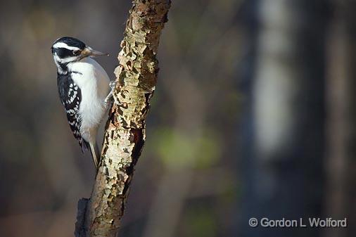 Hairy Woodpecker_52128.jpg - Hairy Woodpecker (Picoides villosus) photographed at Ottawa, Ontario - the capital of Canada.